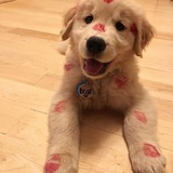 бот для общения 💋🐾
