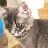котик
