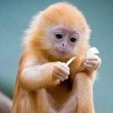 Предложка манки гиф🐒