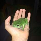 Suggest a Toad