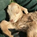 ящик для писем 🐑