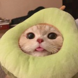 catdress