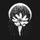 Silene Noctiflora Store
