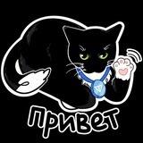 Maxwell Cat AIRDROP