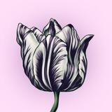 AIRDROP Tulipomania