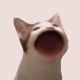Popcat Airdrop Bot
