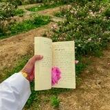 -صَور عرض .