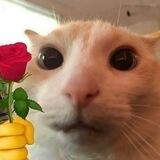 Кот Купидон