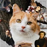 🍑 Абрикосовые Будни 🐈