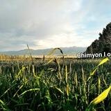 Chimyonliklar I official kanal
