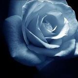 Blue blood