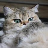 Кот-бот Иду Бегу Еду