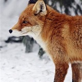 Red_Fox
