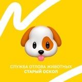 Служба отлова животных 🐶 Старый Оскол