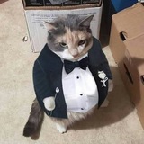 ПанКоцький