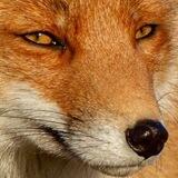 foxy