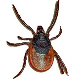 EncephaBot