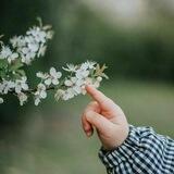 زَهارِي .