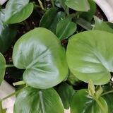 ريحانة🌿