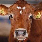 FarmJersey_bot