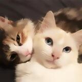 زَهّـره