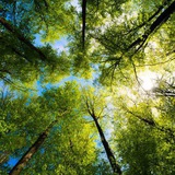 forrest