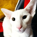 КотоНьюсик