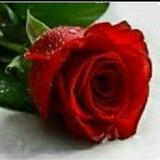 Alwarda_alhamra_bot