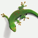 Gecko🦎