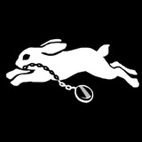 White rabbit