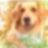 help for dogs