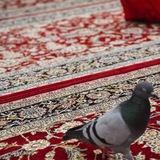 تواصل خشية المُتقين .