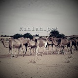 Rihlah_bot