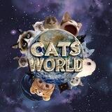 Cats World Intern
