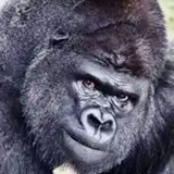 MegaApes