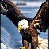 @&الصــ ــقر الجــ ⚔ـارح&@