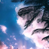 نخلات أرض الهدى