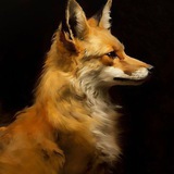 𝆹𝅥foxy message_