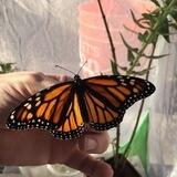 حماية فَراشَتي. 🦋