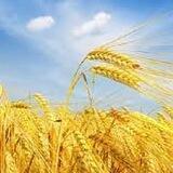 תזכורת ספירת העומר 🌾