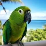 Hector🦜