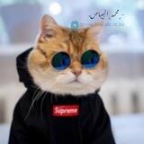 - ﮼محمد ﮼البيباص .