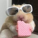 ⌊ تم تلگرام🩷 ⌉