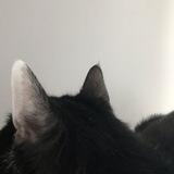 🐈‍⬛️