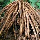 መርጌታ መላክ የባህል መድሀኒት መስጫ ቻናል