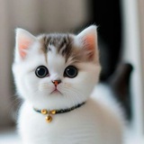 بوت الترحيب بالأعضاء ♡