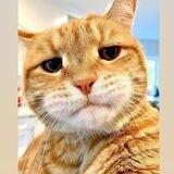 Gorbe🐱