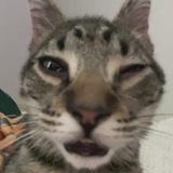 Xixuan bot