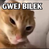 bdulprott