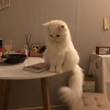 🐈